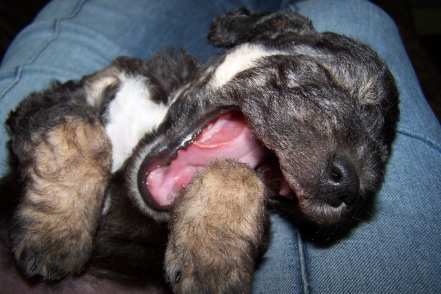 Arc-en-ciel Arlequin 06.02 (10).JPG